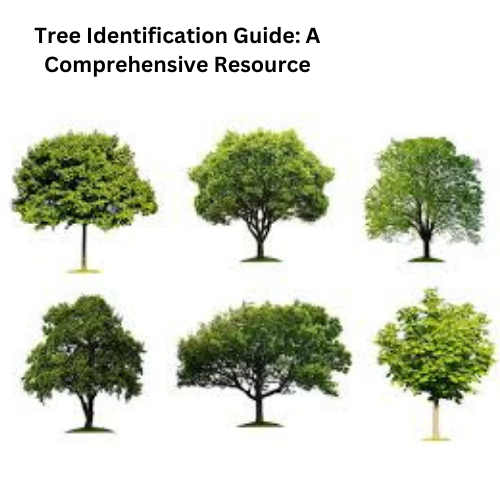 Tree Identification Guide: A Comprehensive Resource