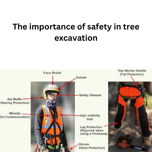 The Importance of Safety in Tree Excavation