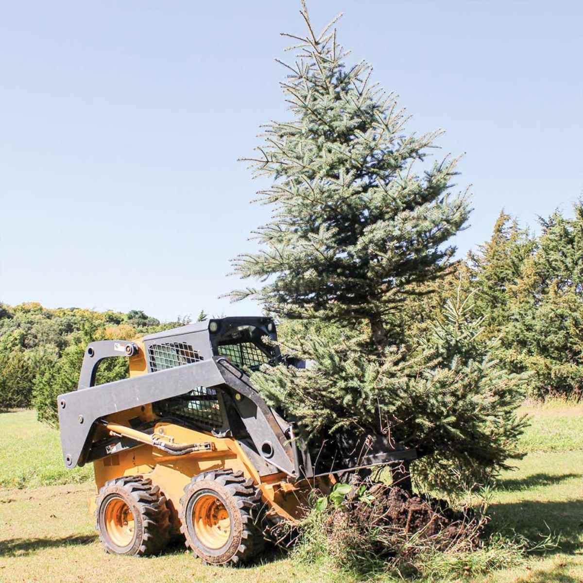 Skid steer loader lifting a large Christmas tree with a greywolf tre puller attachment in an outdoor setting
