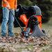 An orange and black gas powered leaf vacuum and wood chipper with a black collection bag and wheels for mobility. Front view outdoors in use. with hose attachment.
